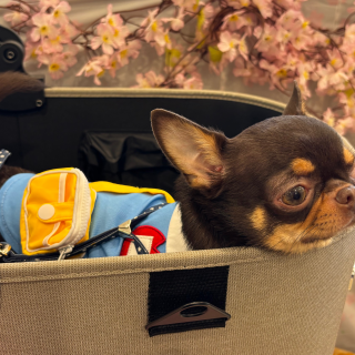 ペット用春夏ウェア続々入荷中♪