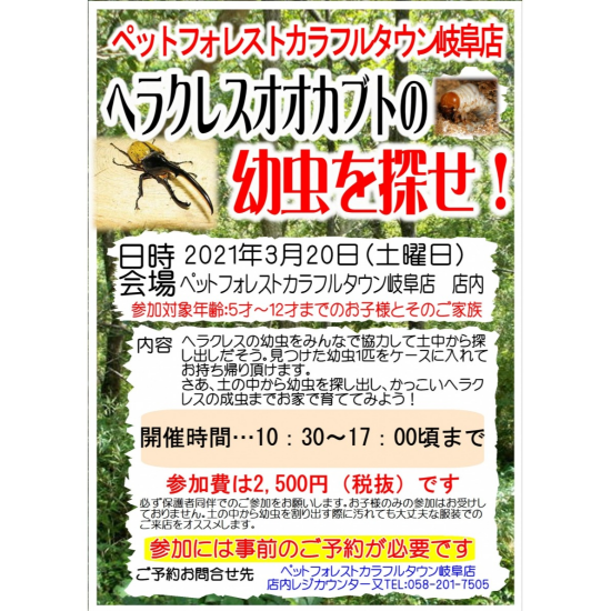 ヘラクレスオオカブトの幼虫を探せ！2021年3月20日