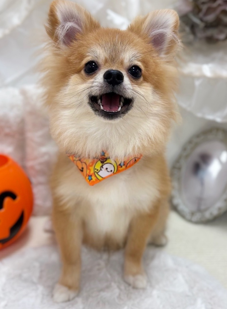 かわいいわんちゃん大集合🐶